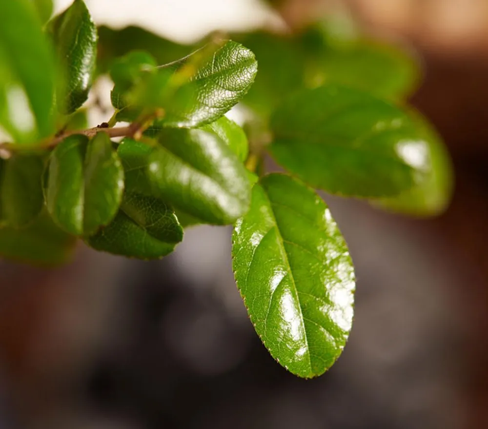 Dehner Bonsai > Bonsai mit Buddha, verschiedene Sorten
