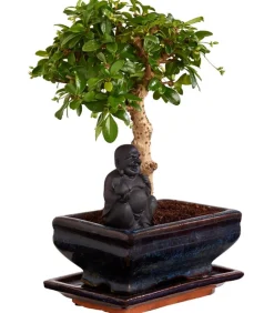 Dehner Bonsai > Bonsai mit Buddha, verschiedene Sorten