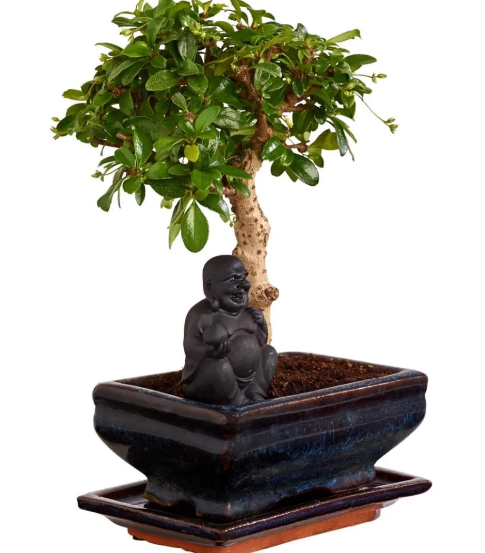 Dehner Bonsai > Bonsai mit Buddha, verschiedene Sorten