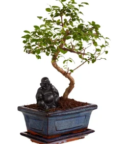Dehner Bonsai > Bonsai mit Buddha, verschiedene Sorten