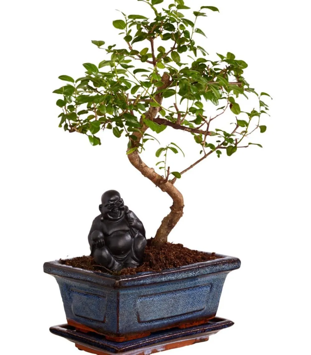 Dehner Bonsai > Bonsai mit Buddha, verschiedene Sorten