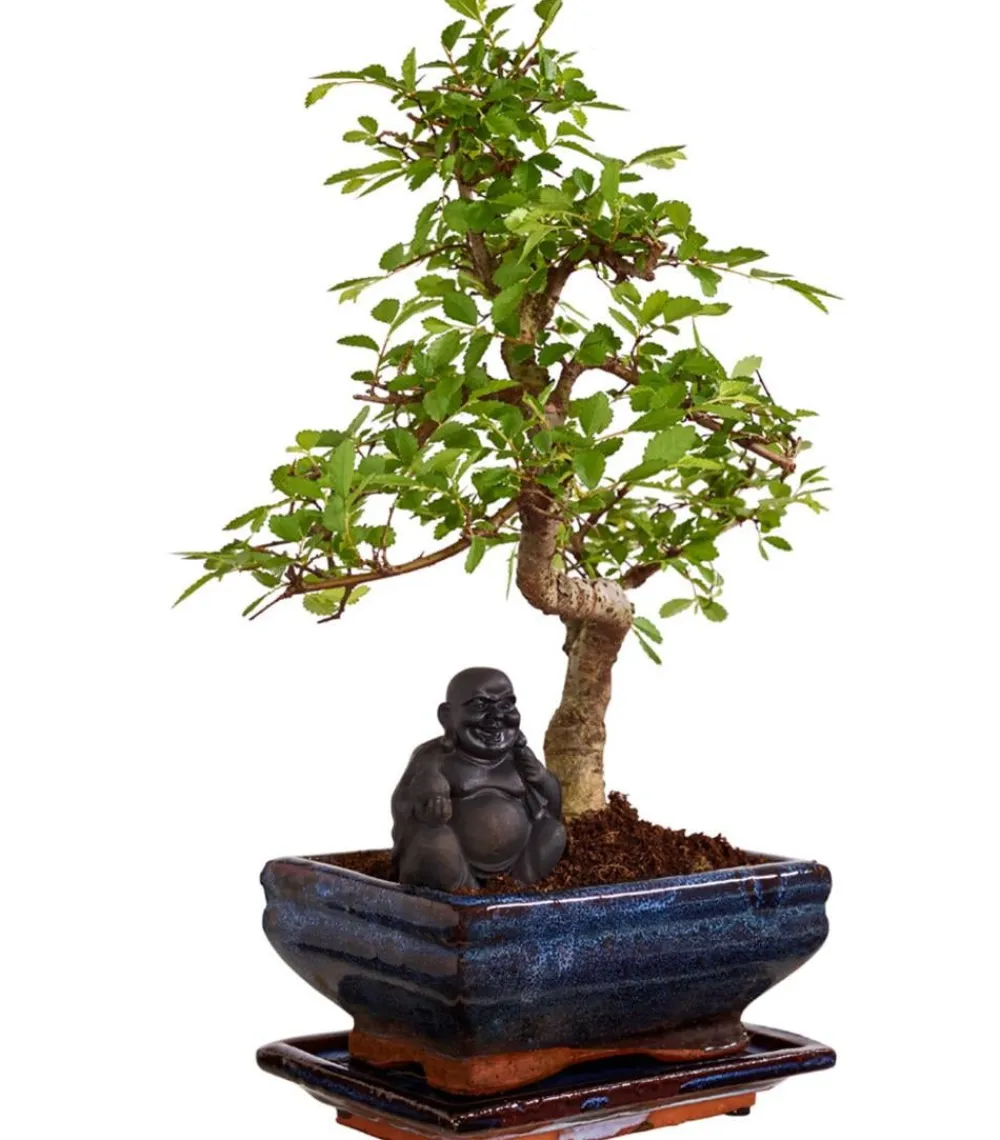Dehner Bonsai > Bonsai mit Buddha, verschiedene Sorten