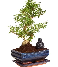 Dehner Bonsai mit Buddha, verschiedene Sorten Grün Sale