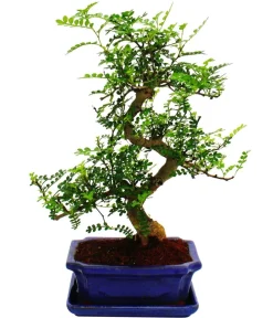 Dehner Bonsai|Grünpflanzen > Bonsai Szechuan-Pfeffer - Zanthoxylum piperitum