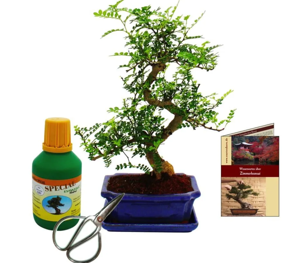 Dehner Bonsai|Grünpflanzen > Bonsai Szechuan-Pfeffer - Zanthoxyllum piperitum, Anfänger-Set