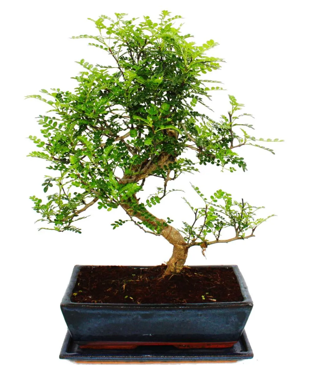 Dehner Bonsai Szechuan-Pfeffer - Zanthoxylum piperitum, ca. 12-15 Jahre Dunkelgrün