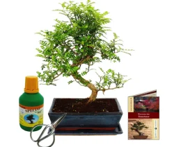 Dehner Bonsai|Grünpflanzen - Bonsai Szechuan-Pfeffer - Zanthoxyllum piperitum, Anfänger-Set Dunkelgrün
