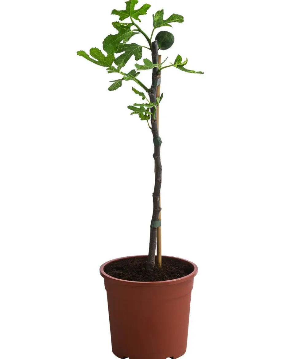 Dehner Nüsse & Besondere Obstbäume|Obstbäume > Bornholmfeige
