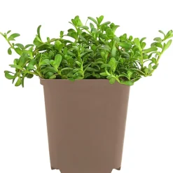 Dehner Garten- & Heilkräuter|Küchenkräuter > Brahmi