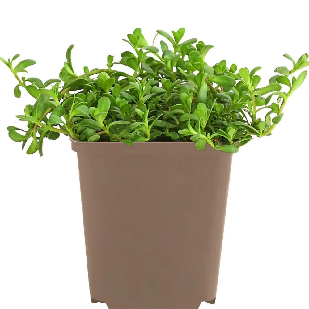 Dehner Garten- & Heilkräuter|Küchenkräuter > Brahmi