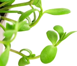 Dehner Garten- & Heilkräuter|Küchenkräuter > Brahmi