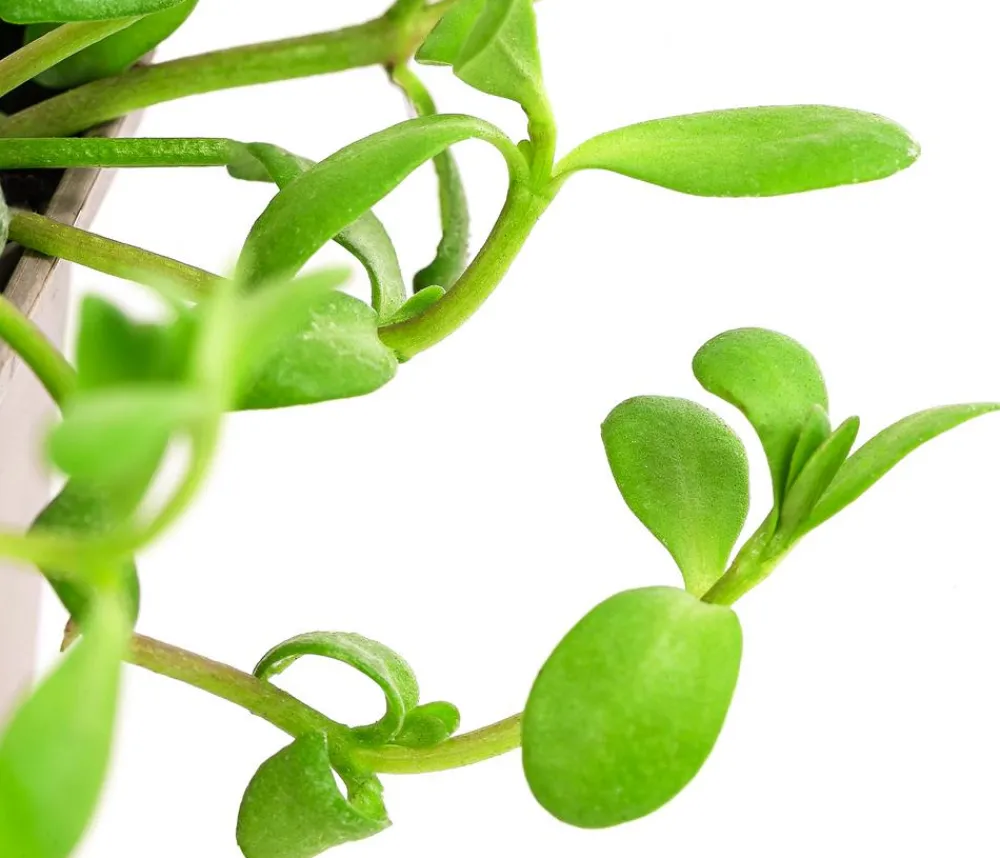 Dehner Garten- & Heilkräuter|Küchenkräuter > Brahmi