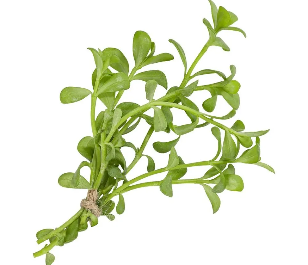 Dehner Garten- & Heilkräuter|Küchenkräuter > Brahmi