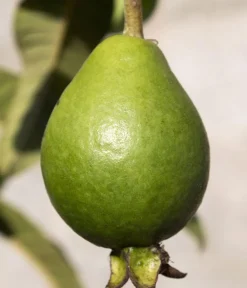 Dehner Terrassenpflanzen > Brasilianische Guave