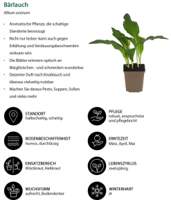 Dehner Garten- & Heilkräuter|Küchenkräuter > Bärlauch