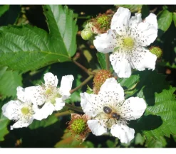 Himbeeren & Brombeeren|Beerensträucher > Brombeere 'Asterina'