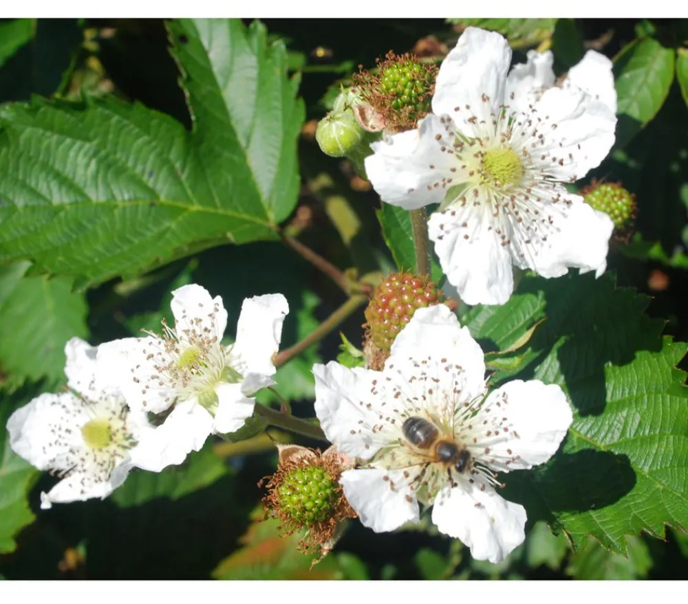 Himbeeren & Brombeeren|Beerensträucher > Brombeere 'Asterina'