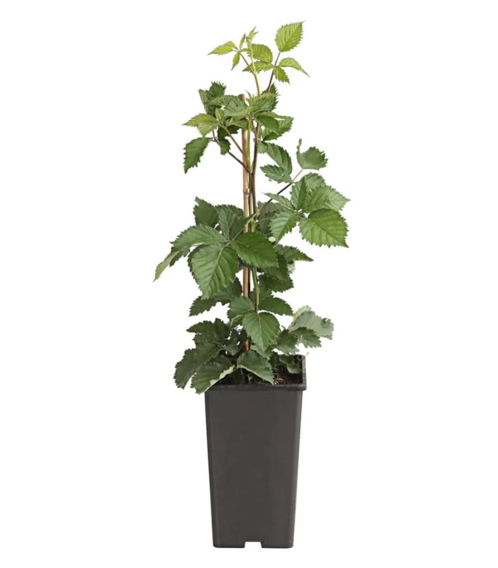 Himbeeren & Brombeeren|Beerensträucher > Brombeere 'Asterina'