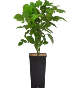 Dehner Bio-Obststräucher|Beerensträucher > Brombeere 'Montblanc®'