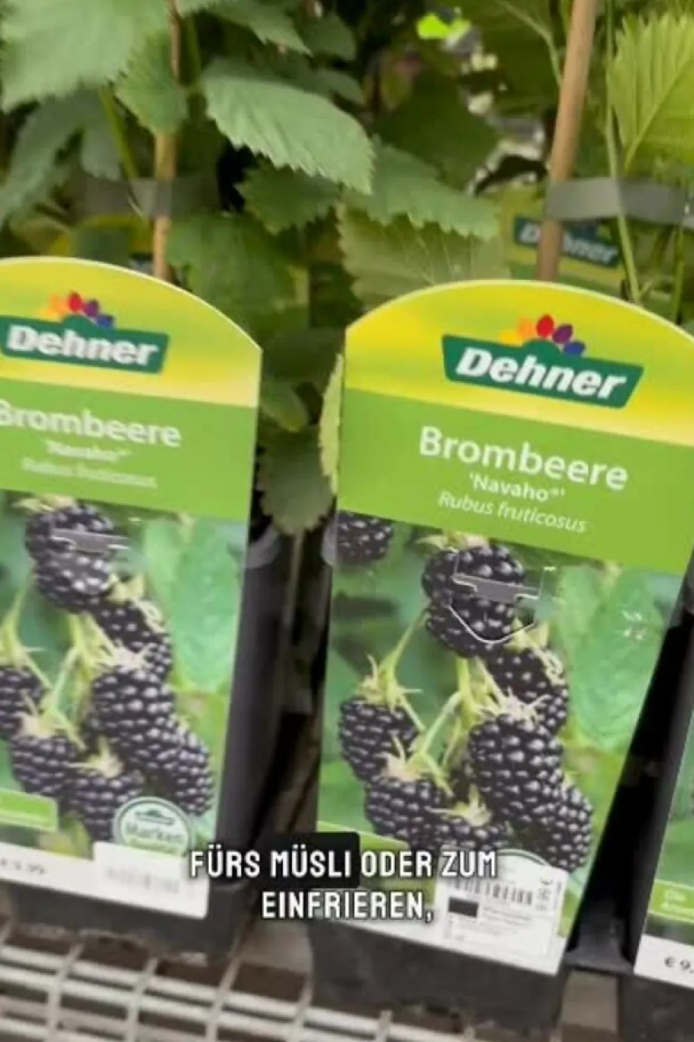 Dehner Himbeeren & Brombeeren|Beerensträucher - Brombeere 'Navaho®' Schwarz