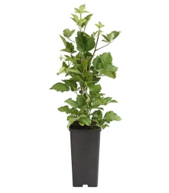Dehner Himbeeren & Brombeeren|Beerensträucher - Brombeere 'Navaho®' Schwarz