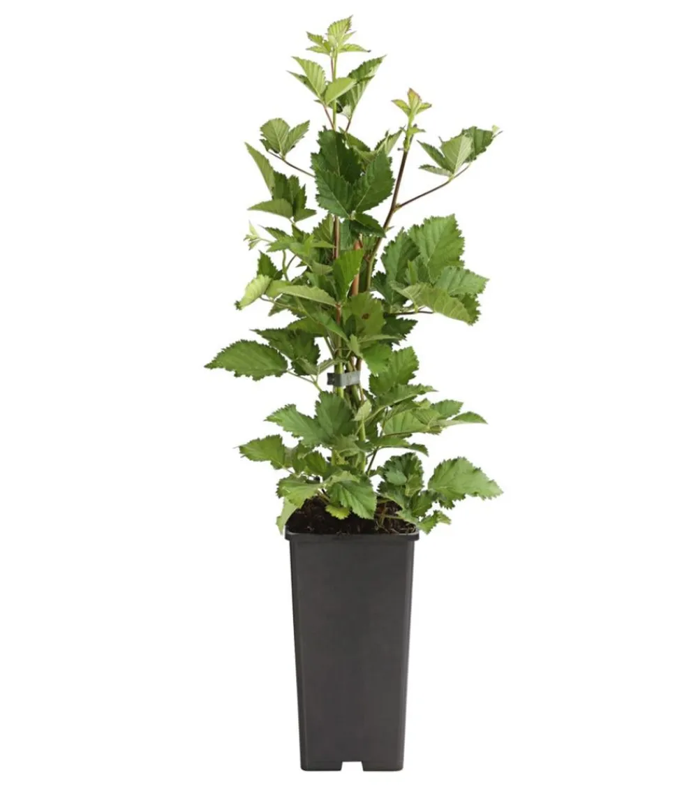 Dehner Himbeeren & Brombeeren|Beerensträucher - Brombeere 'Navaho®' Schwarz
