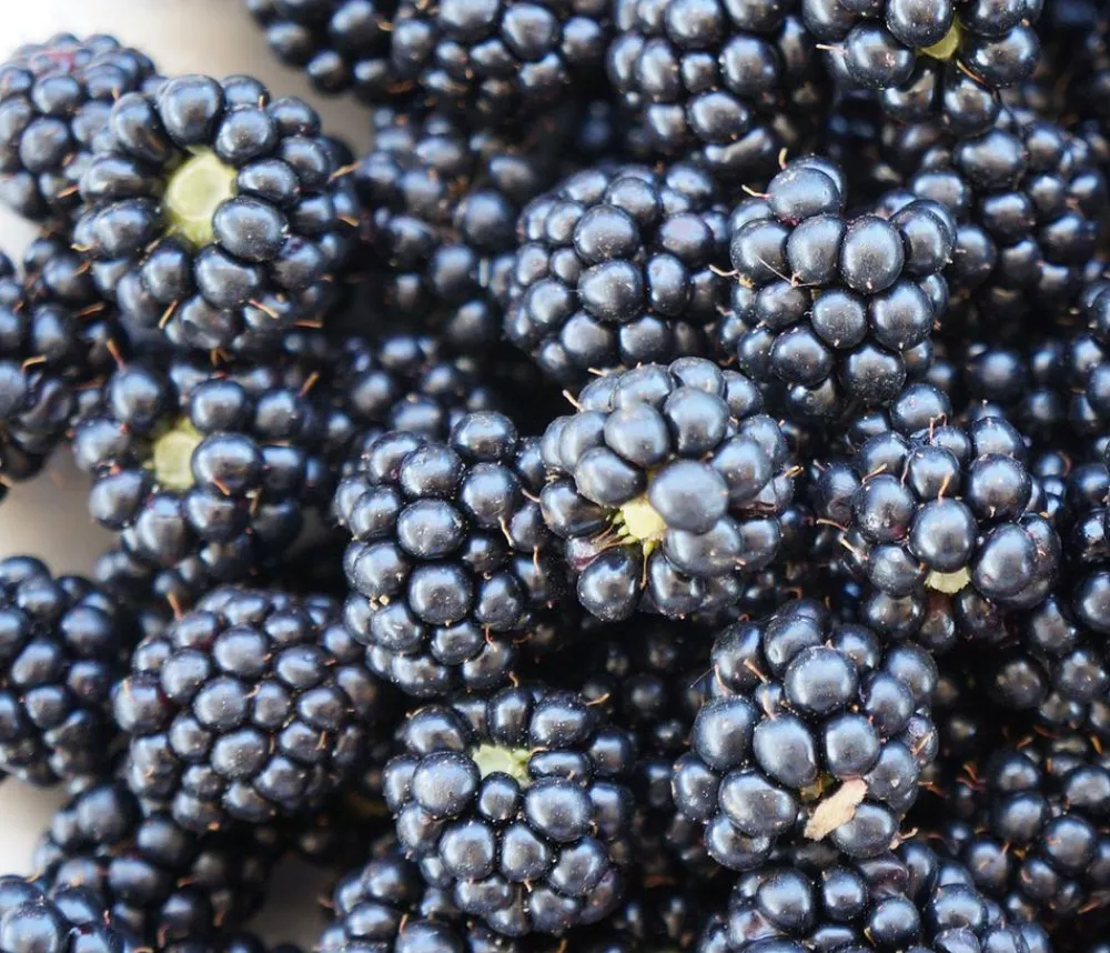 Dehner Himbeeren & Brombeeren|Beerensträucher - Brombeere 'Navaho®' Schwarz
