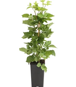 Dehner Himbeeren & Brombeeren|Beerensträucher > Brombeere 'Reuben'