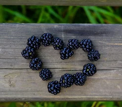 Dehner Himbeeren & Brombeeren|Beerensträucher > Brombeere 'Reuben'