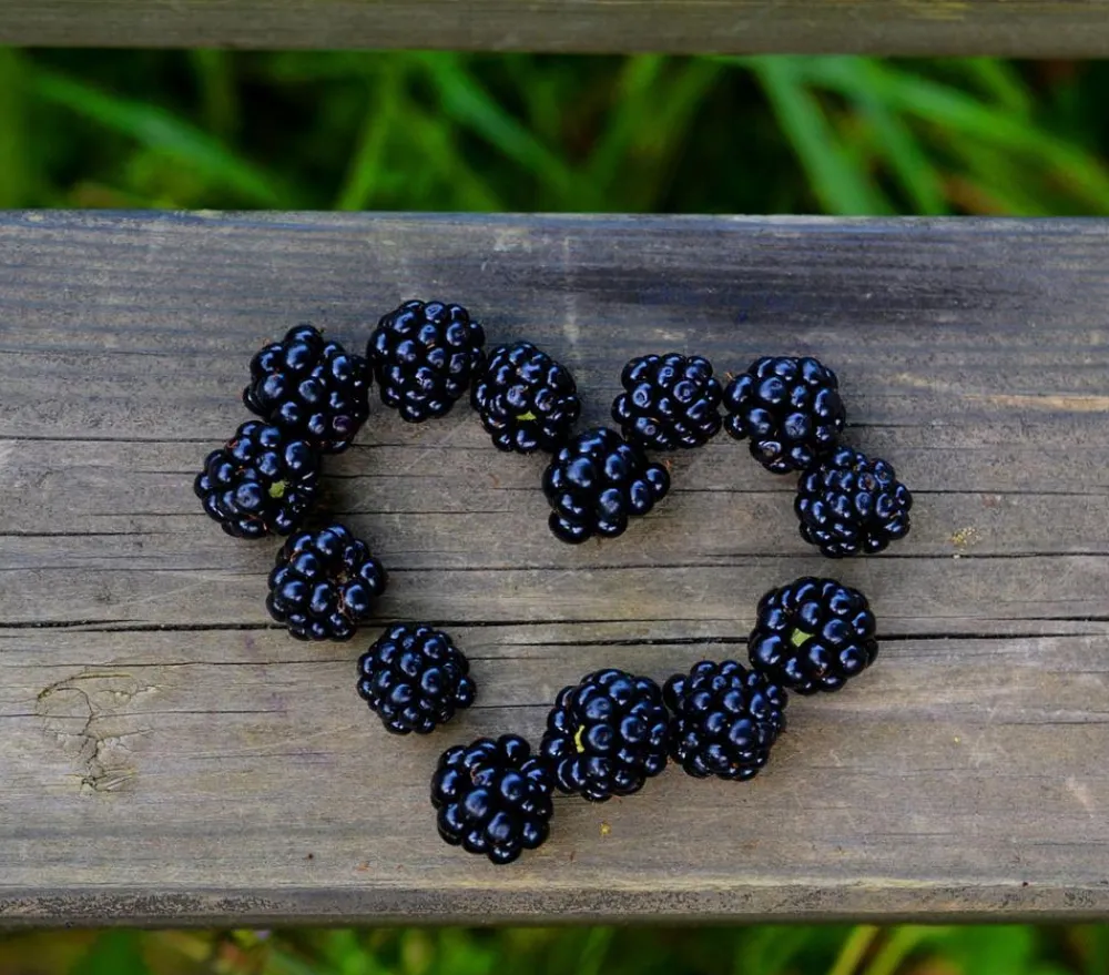 Dehner Himbeeren & Brombeeren|Beerensträucher > Brombeere 'Reuben'