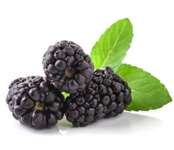 Dehner Himbeeren & Brombeeren|Beeren-Sets - Brombeer-Set Brombeer-Bowl, 4-teilig