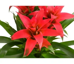 Dehner Bromelien - Bromelie - Bromeliaceae, verschiedene Farben
