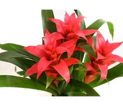 Dehner Bromelien - Bromelie - Bromeliaceae, verschiedene Farben