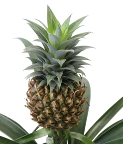Dehner Bromelien|Zimmerpflanzen-Sets > Bromelien-Set Sommerfrische, 4-teilig
