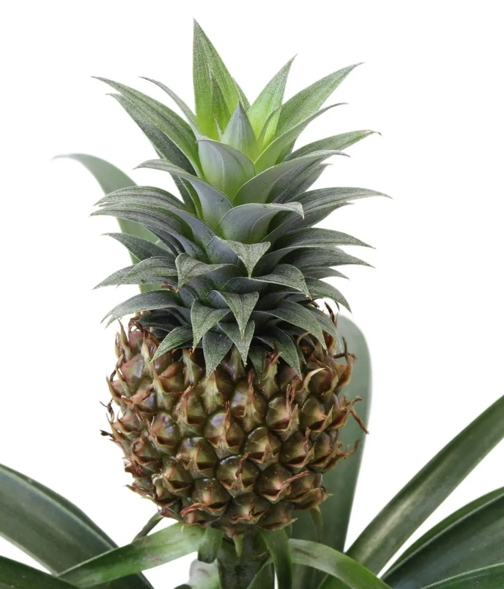 Dehner Bromelien|Zimmerpflanzen-Sets > Bromelien-Set Sommerfrische, 4-teilig