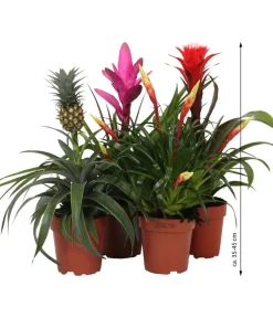 Dehner Bromelien|Zimmerpflanzen-Sets > Bromelien-Set Sommerfrische, 4-teilig