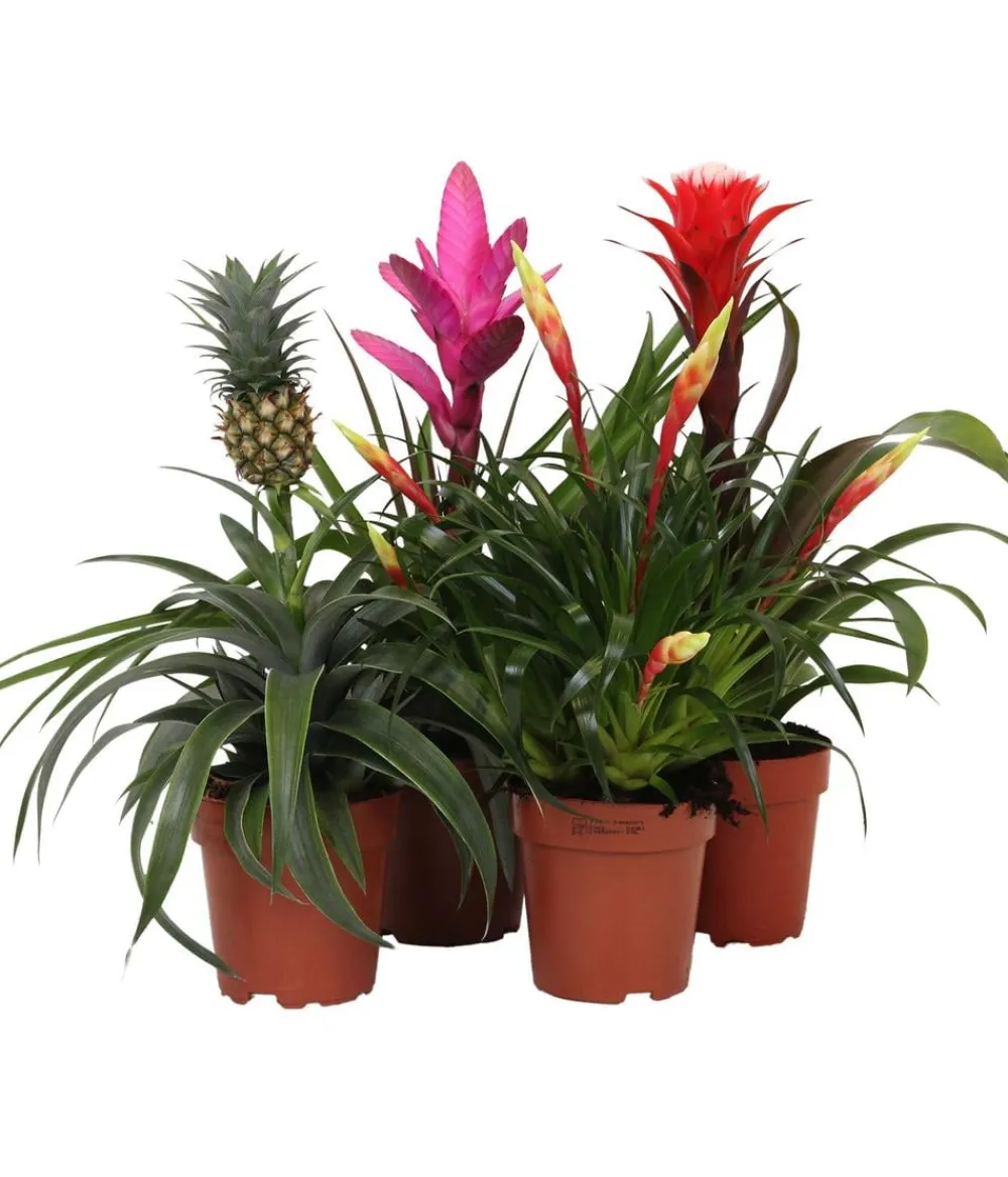 Dehner Bromelien|Zimmerpflanzen-Sets > Bromelien-Set Sommerfrische, 4-teilig