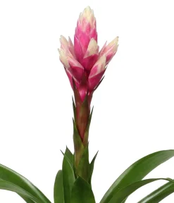 Dehner Bromelien > Bromelien-Set, 4-teilig