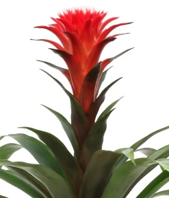 Dehner Bromelien > Bromelien-Set, 4-teilig