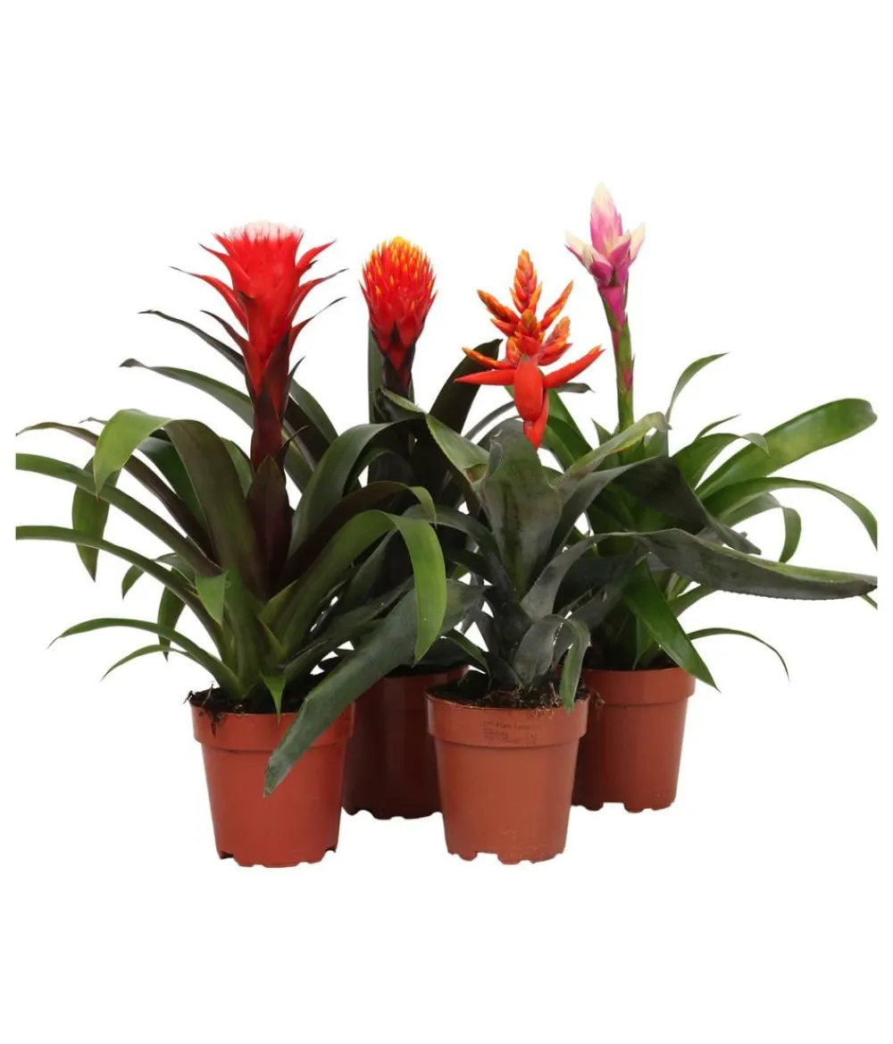 Dehner Bromelien > Bromelien-Set, 4-teilig