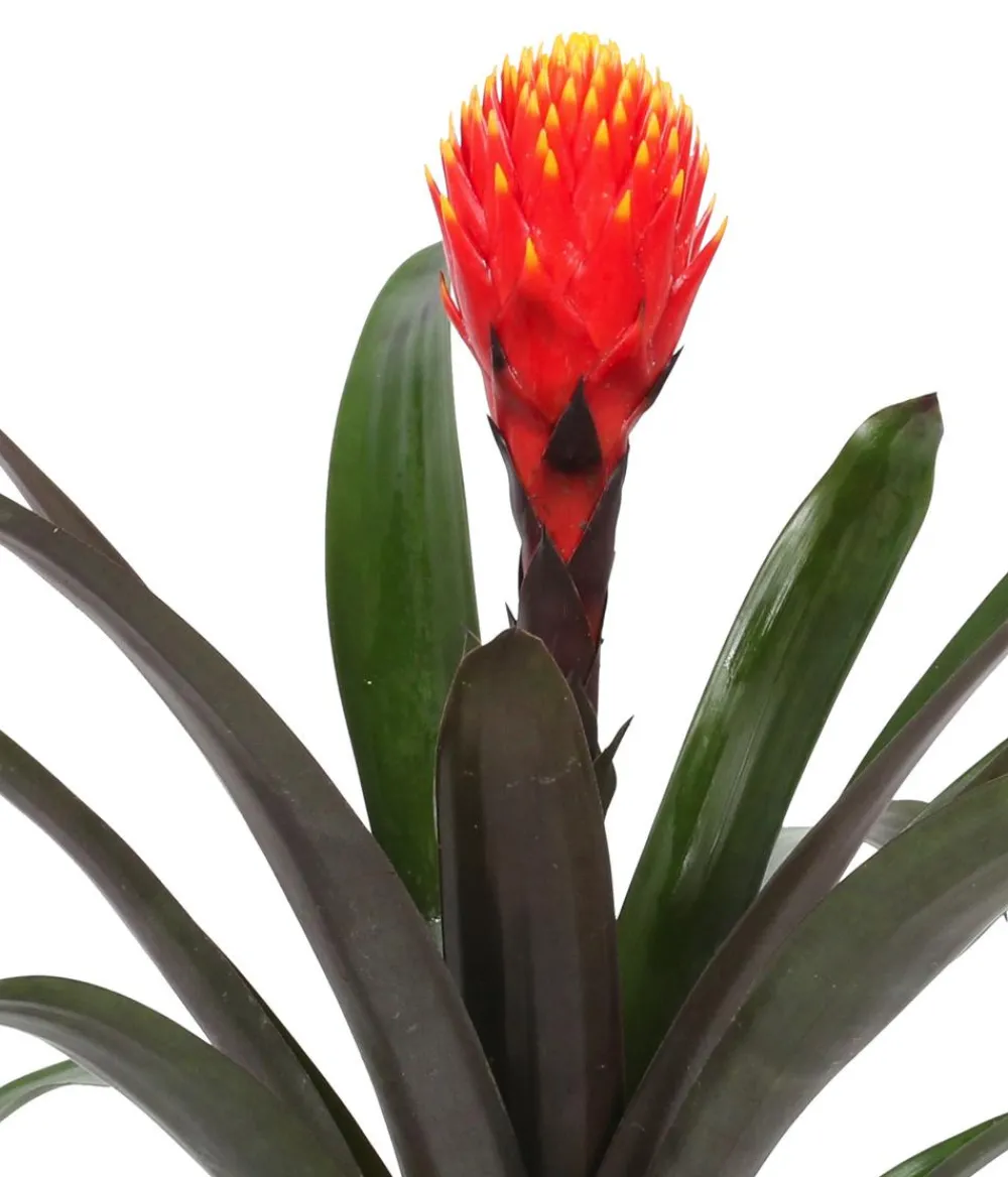 Dehner Bromelien > Bromelien-Set, 4-teilig