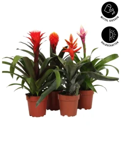 Dehner Bromelien > Bromelien-Set, 4-teilig