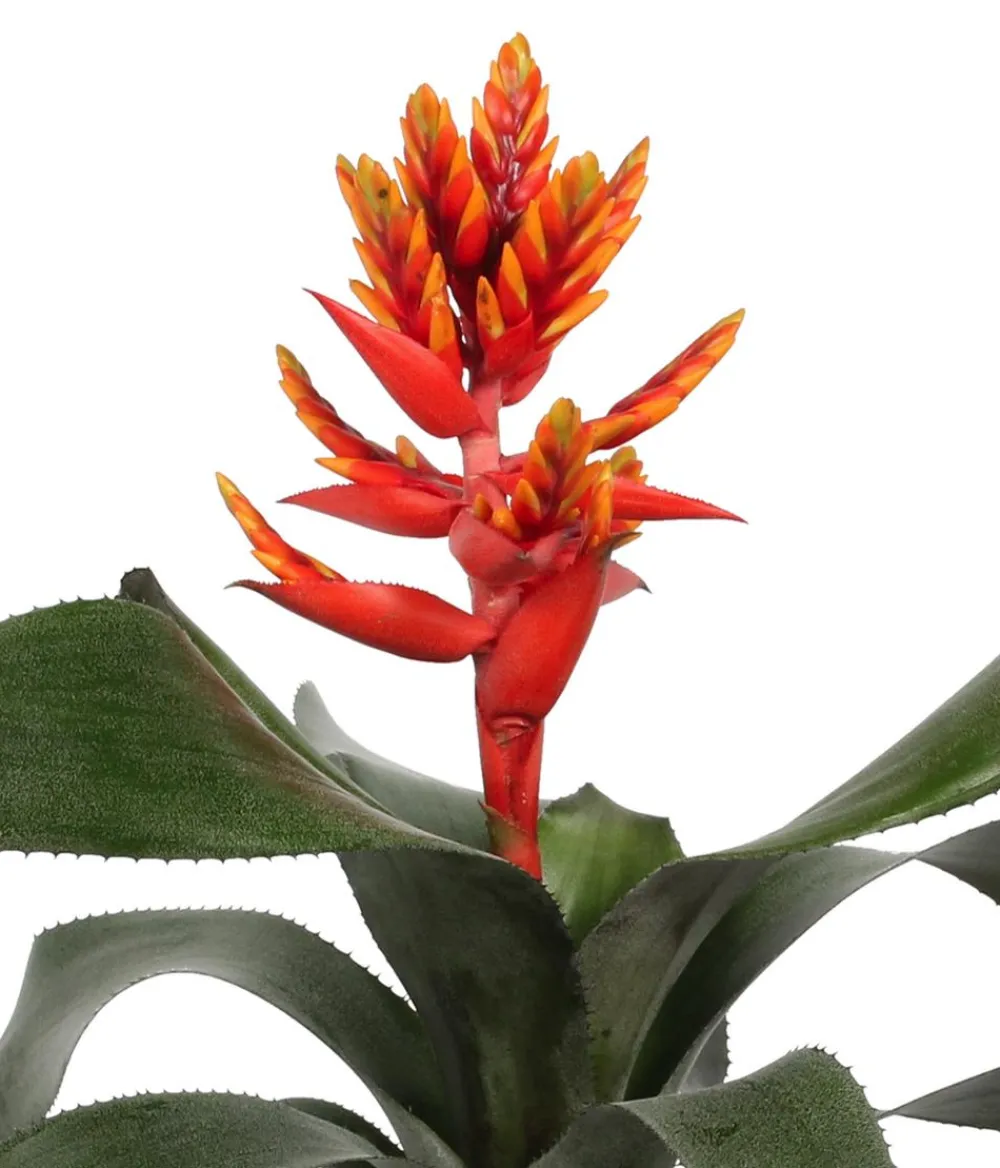 Dehner Bromelien > Bromelien-Set, 4-teilig