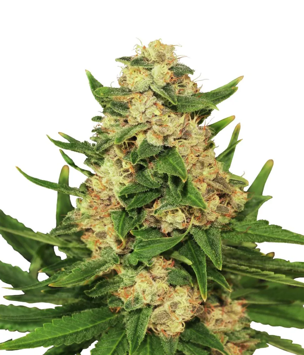Bud Voyage Mehr Saatgut - Hanfsamen Anti-Stress Big Banana, 3 Stk.