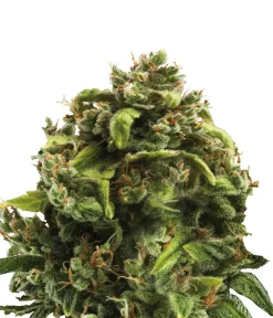 Bud Voyage Mehr Saatgut - Hanfsamen Gelassenheit Big Bud, 3 Stk.