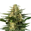 Bud Voyage Mehr Saatgut > Hanfsamen Happy Green Gelato, 3 Stk.
