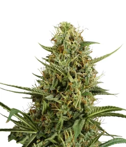 Bud Voyage Mehr Saatgut > Hanfsamen Heiterkeit Strawberry Smile, 3 Stk.