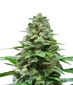 Bud Voyage Mehr Saatgut - Hanfsamen Hippie Hanf Easy Bud, 3 Stk.