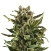 Bud Voyage Mehr Saatgut - Hanfsamen Klassiker White Widow, 3 Stk.