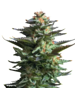 Bud Voyage Mehr Saatgut > Hanfsamen Lachflash Jamaican Haze, 3 Stk.